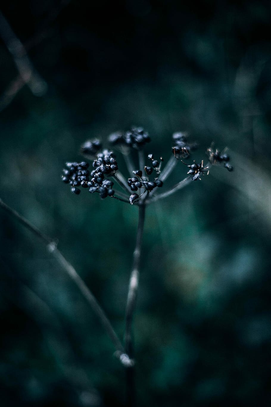 selective focus photography of black plant, black petaled flower HD wallpaper