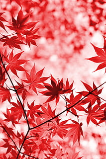 red maple leaves, tree, foliage, japanese maple, leaf, branches HD wallpaper