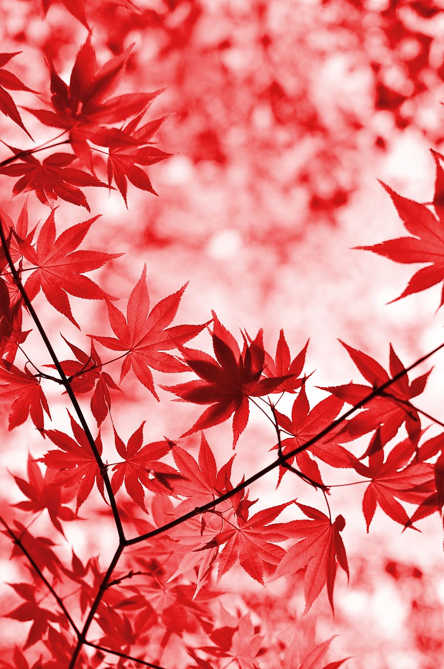 HD wallpaper: red maple leaves, tree, foliage, japanese maple, leaf,  branches | Wallpaper Flare