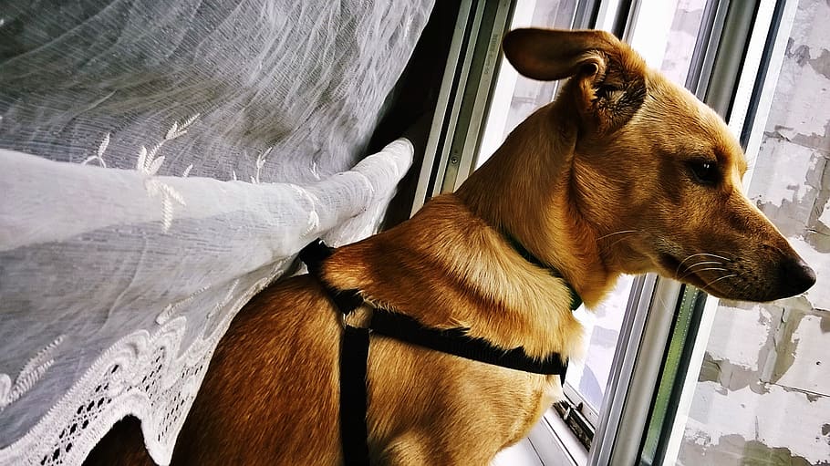 dog, window, rain, pets, domestic, animal themes, mammal, domestic animals HD wallpaper