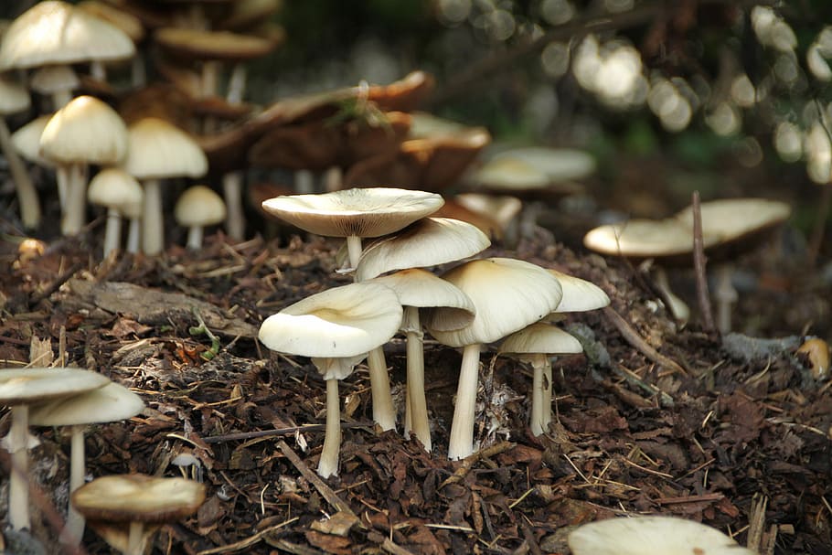 Mushrooms, Fall, Nature, Forest, fungus, toadstool, growth HD wallpaper