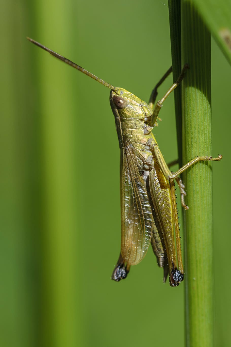 grasshopper, insect, macro, nature, green, meadow, animal, locust HD wallpaper