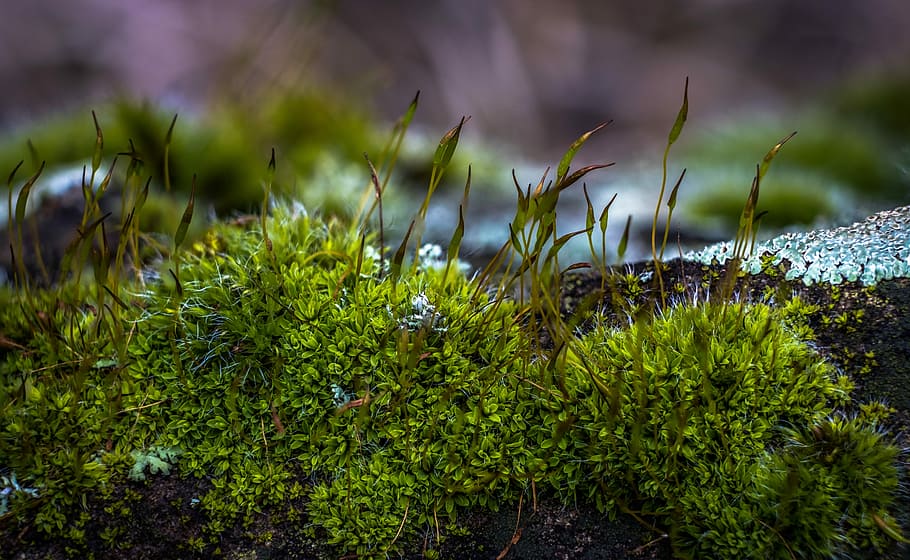 green plants, moss, nature, spring, countryside, green color HD wallpaper