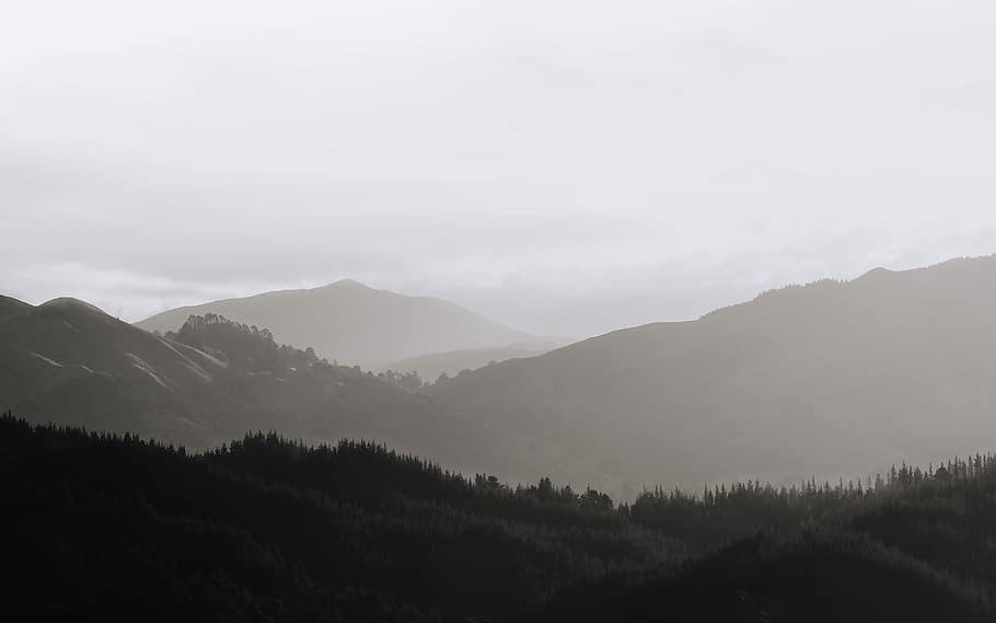 Monochrome Golden Hour, mountain photo, forest, tree, mist, fog HD wallpaper
