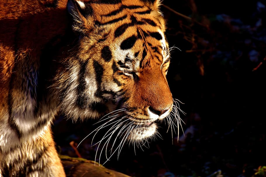 closeup photography of tiger during daytime, predator, fur HD wallpaper
