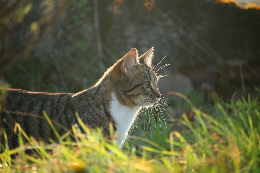 cat, autumn, grass, evening light, tiger cat, domestic cat HD wallpaper