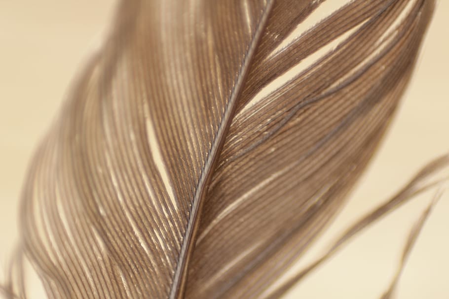 feathers, plumage, texture, pattern, strands, bokeh, still HD wallpaper