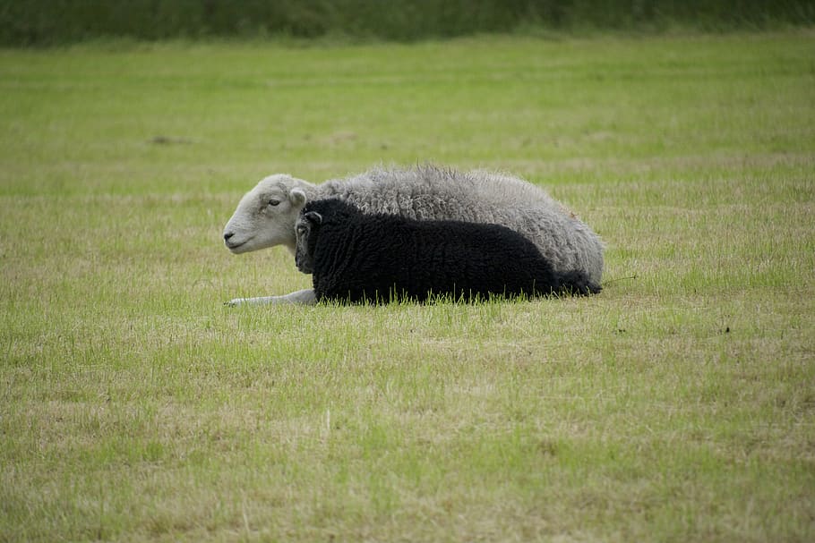 sheep, black, white, lamb, wool, cute, rural, animal themes HD wallpaper