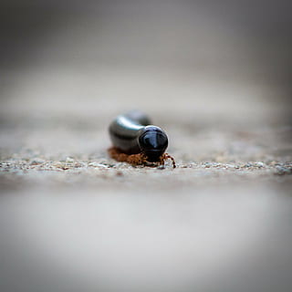 millipede, small, rains, macro, animal, zimbabwe, behaviour HD wallpaper