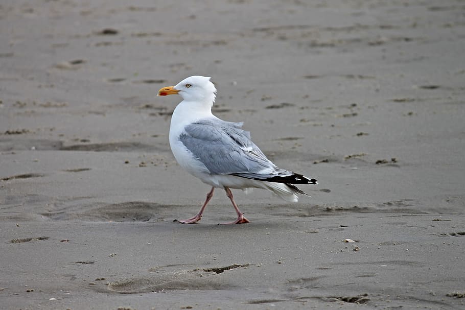 white and gray seagull, herring gull, beach, seevogel, larus argentatus, HD wallpaper