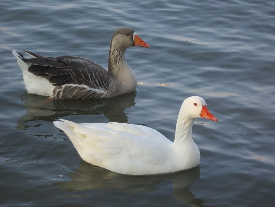 duck, white, brown, mexico, leon, bird, animal themes, water HD wallpaper