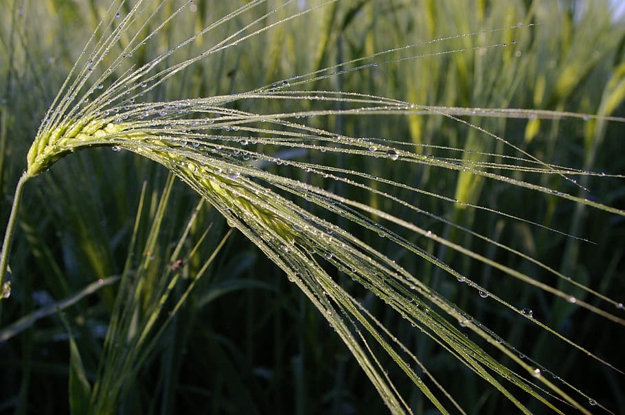 dewdrop, morgentau, wheat, wheat field, moist, drip, nature HD wallpaper