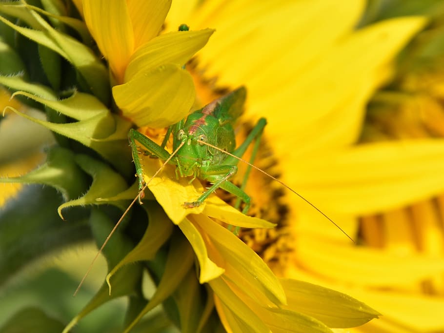 delicate insect, grasshopper, close, plant, flowering plant HD wallpaper