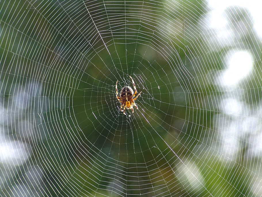 Spider, Nature, Close, Animal, Garden, cobweb, spider web, survival HD wallpaper