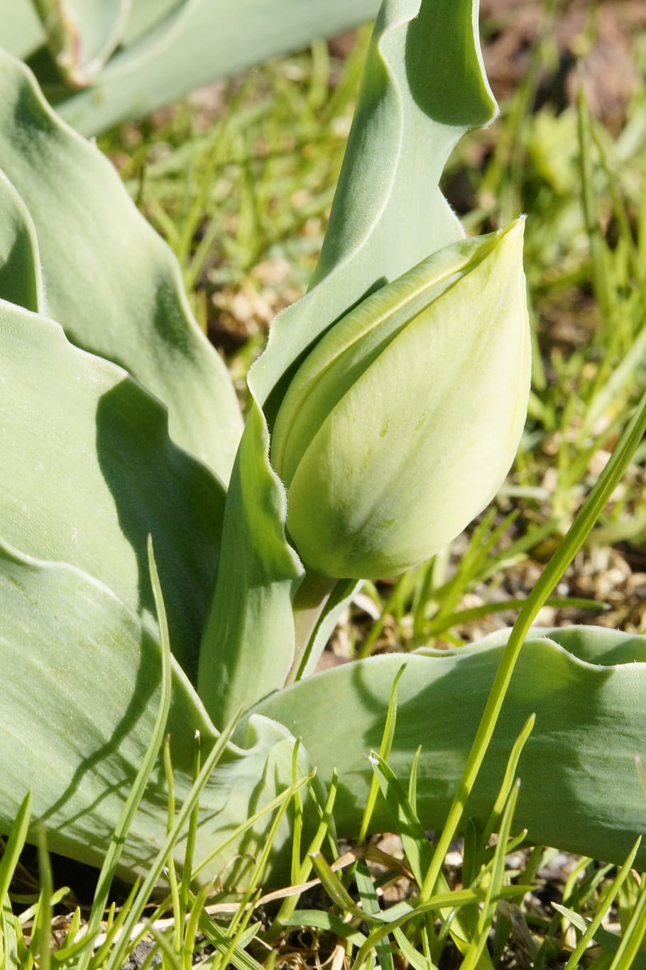 Spring, Flower, tulip, bud, tulip bud, nature, plant, garden HD wallpaper