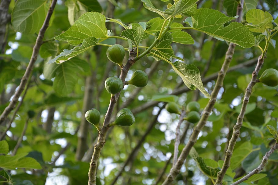 Hd Wallpaper Fig Tree Nature Foliage Leaves Branch Garden Edible Fruit Tree Wallpaper Flare