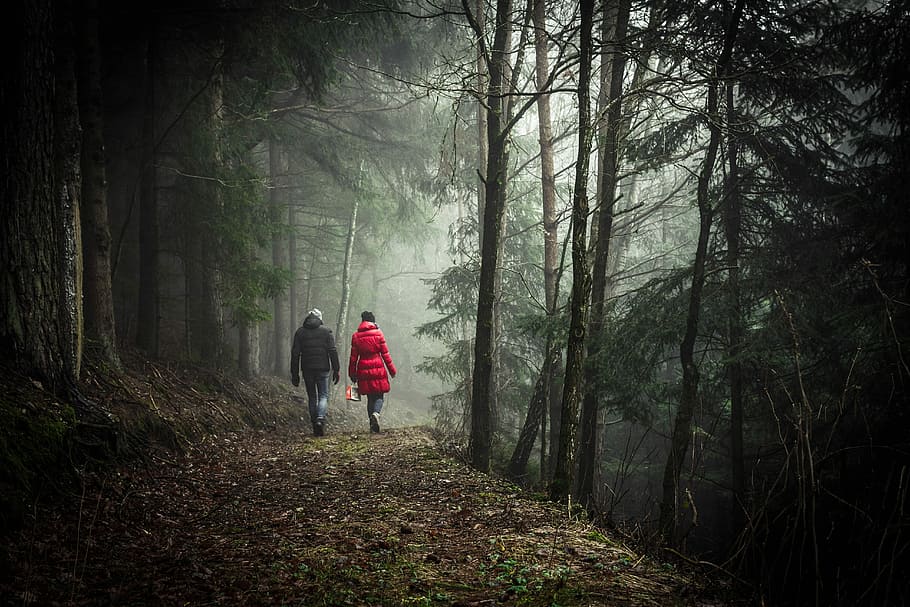 two person walking in forest during daytime, two people walked pathway between tall trees HD wallpaper