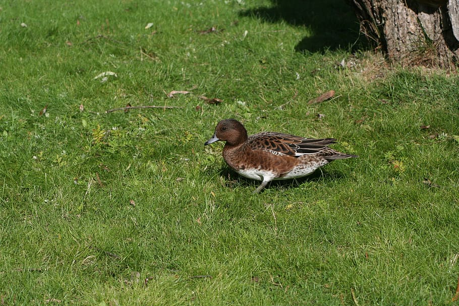 Duck, Bird, Anas Penelope, Fly, Wings, feather, wildlife, beak HD wallpaper