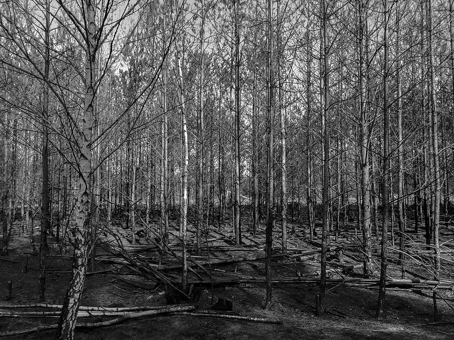 forest, black and white, tree, burned, trees, grove, plant HD wallpaper