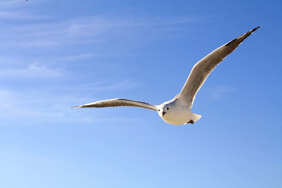 black-billed gull flying at daytime, sky, blue, clouds, animals in the wild HD wallpaper