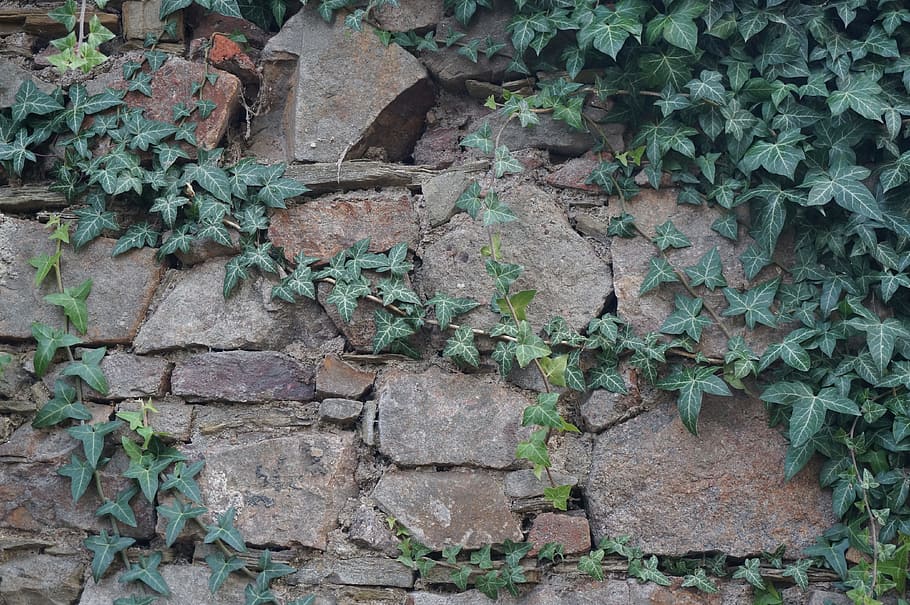 wall, ivy, old, old wall, stone wall, texture, nature, green HD wallpaper