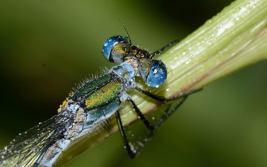 dragonflies, lestes, sponsa, macro, nature, stem, insect, animal HD wallpaper