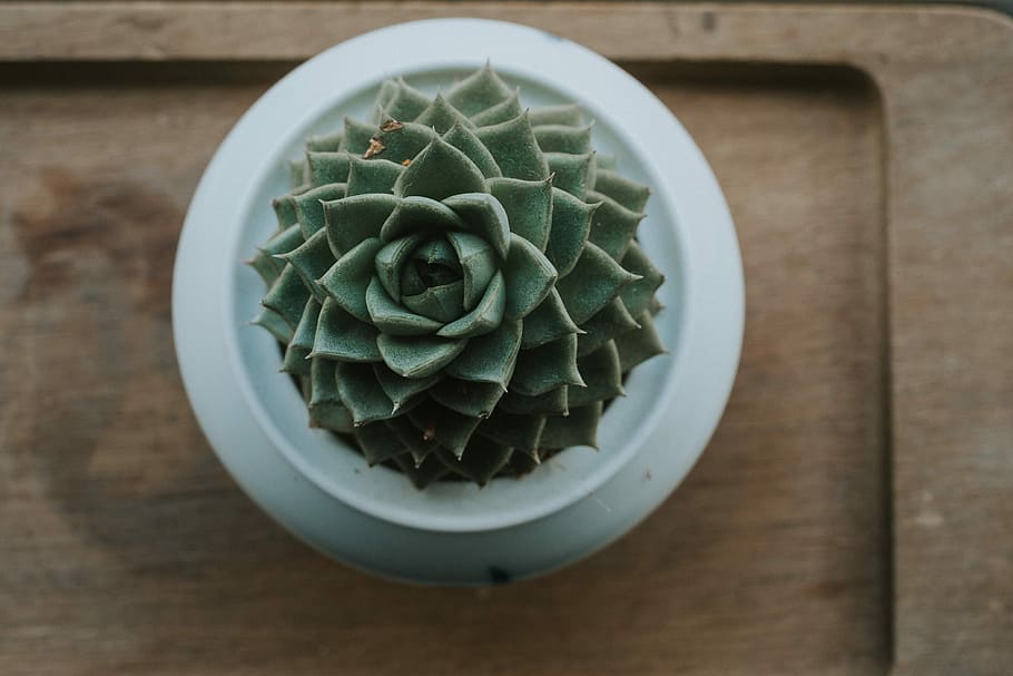 HD wallpaper: green succulent plant, top view of green succulent plant