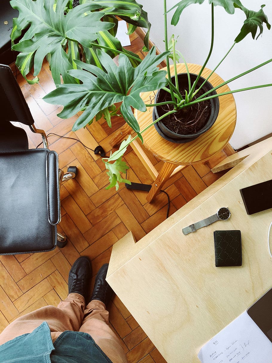 person taking a photo of plant, man standing on edge of wooden table beside potted plant and rolling armchair HD wallpaper