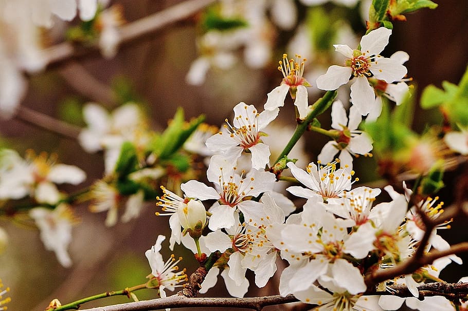 Spring, Blossom, Bloom, Nature, plant, tree, garden, white HD wallpaper