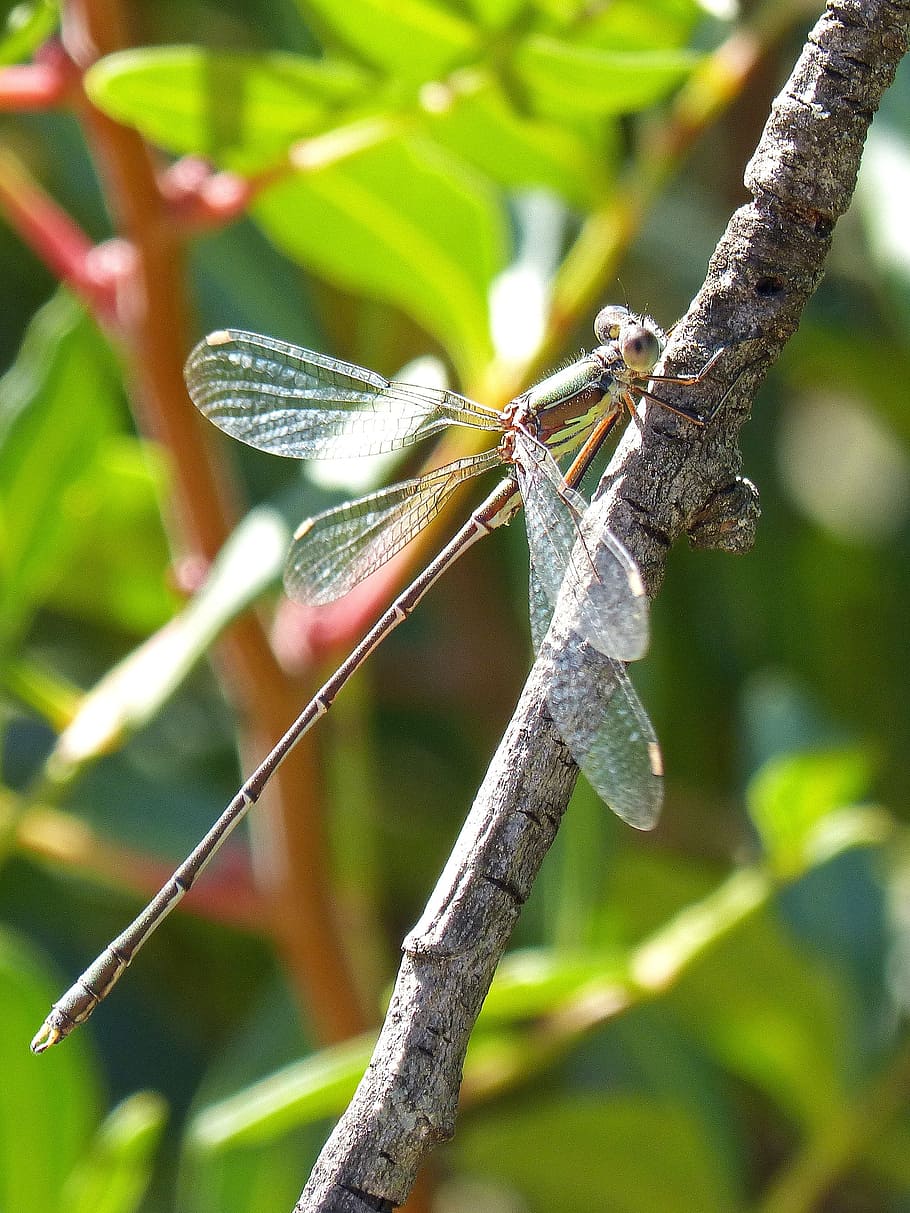 Dragonfly, Branch, Wings, Insect, day, focus on foreground HD wallpaper