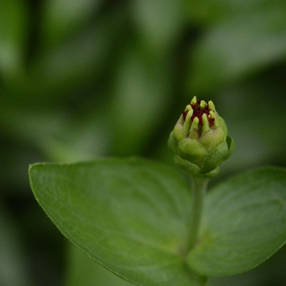 leaf, flower, nature, blur, flora, garden, growth, macro, green color HD wallpaper