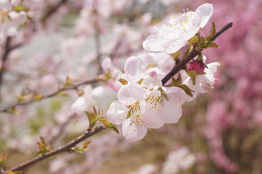 flower, scenery, plant, flowering plant, fragility, freshness HD wallpaper