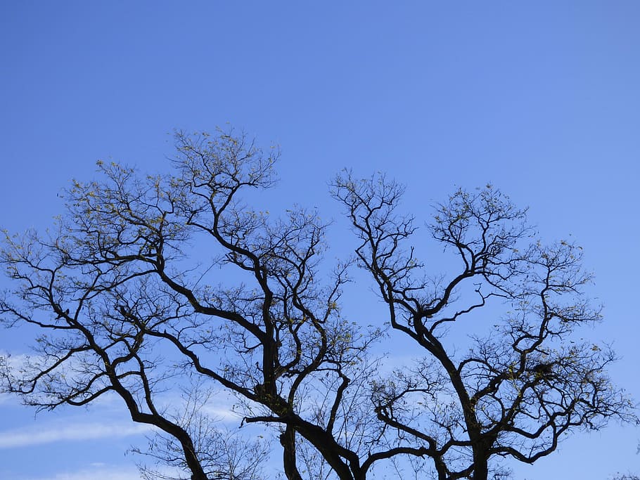Sky, Blue, Branches, Tree, nature, clear sky, bare tree, low angle view HD wallpaper