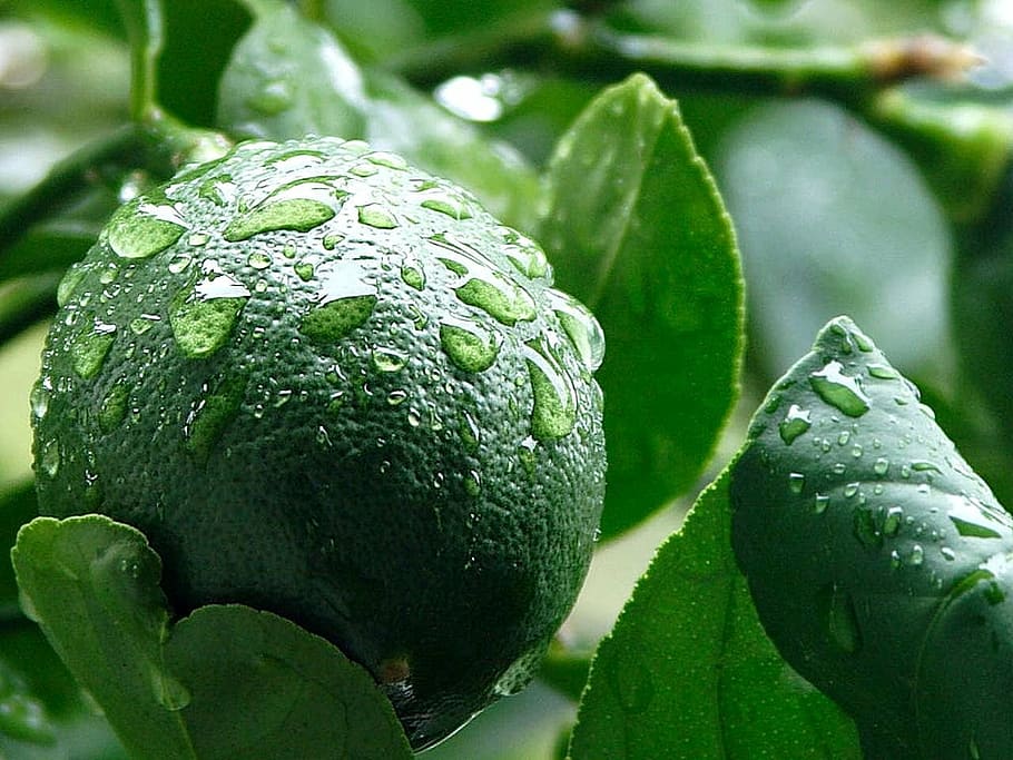 lemon, meyer, green, limes, lemons, fruits, plants, flora, leaf HD wallpaper