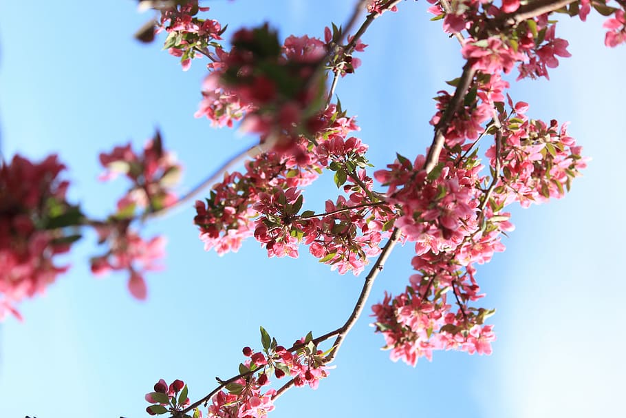 pink flowers, pink cherry blossoms, tree, nature, tree brand HD wallpaper