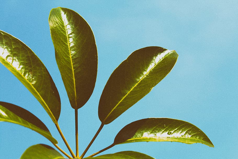 green leaves under sunny sky, green leaf plants during daytime HD wallpaper