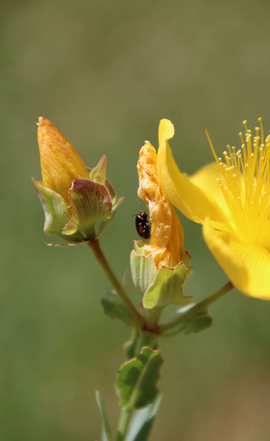 insect, blossom, bloom, yellow, flowering plant, vulnerability HD wallpaper