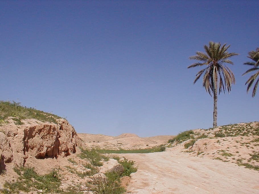 matmata, landscape, tunisia, palm tree, sky, plant, tropical climate, HD wallpaper