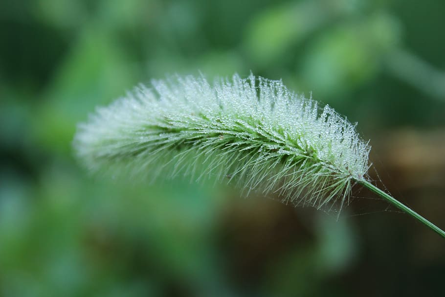 water drops, intensive, prick, needle, the dog's tail grass, HD wallpaper