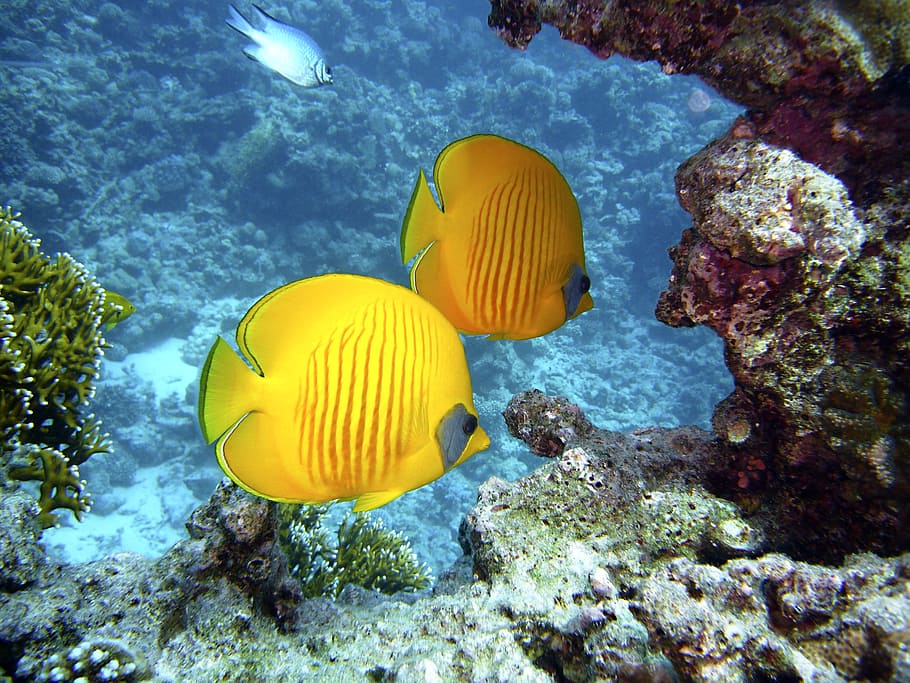 two yellow fish, diving, underwater, underwater world, egypt, HD wallpaper
