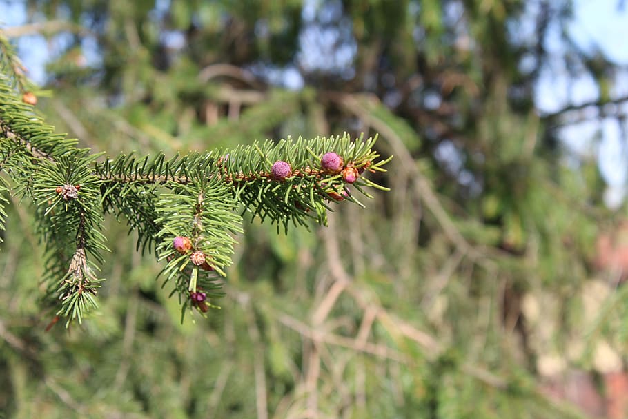 tree, nature, branch, pine, plant, growth, green color, focus on foreground HD wallpaper