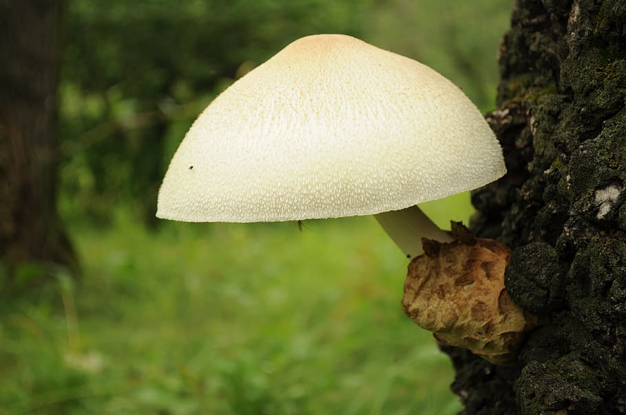 white mushroom, mushrooms, large, woods, woody, wooden, tree, HD wallpaper