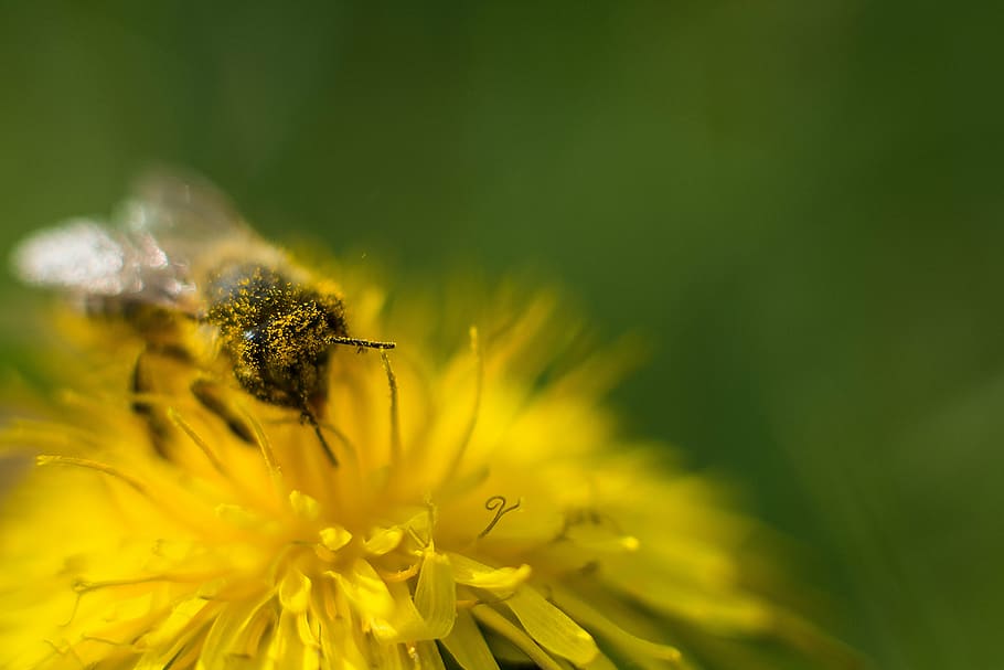 selective focus photography of honey bee perched in yellow petaled flower HD wallpaper