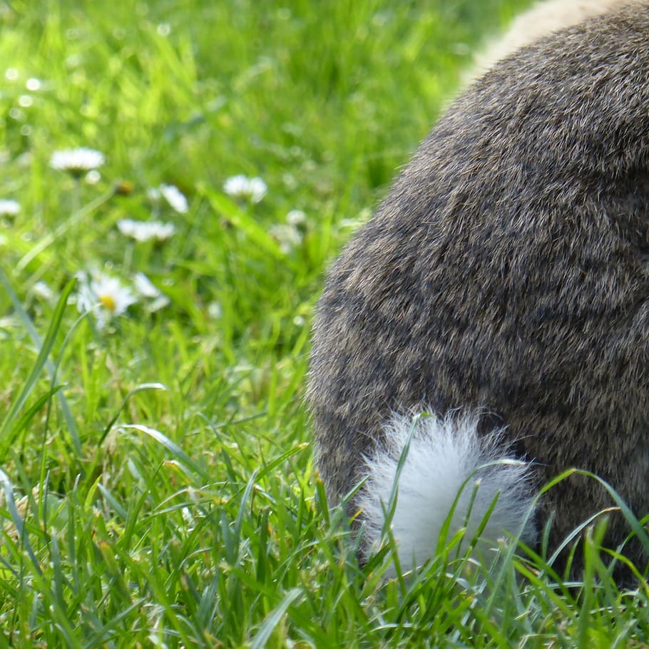 rabbit, hare, tail, grass animal, nager, garden, pet, animal world HD wallpaper