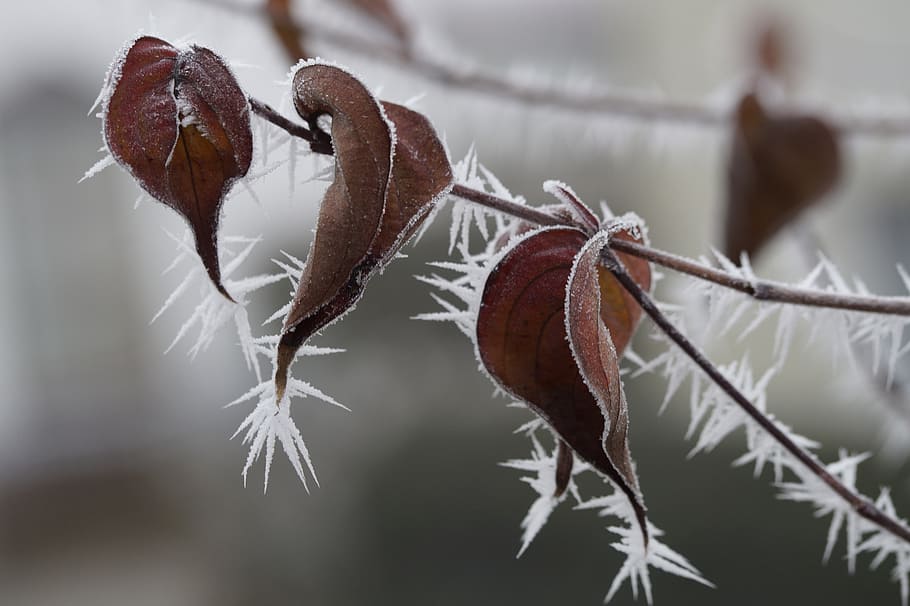 ice, cold, winter, icy, frozen, on frozen, frost, hoarfrost HD wallpaper