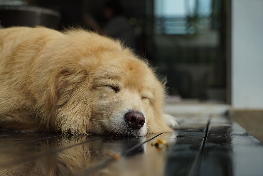 medium-coated tan dog lying on floor, canine, mammal, pet, portrait, HD wallpaper