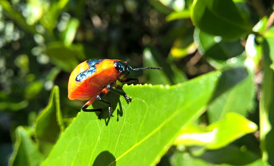 Beetle, Beetles, nature, insect, animal, green Color, leaf HD wallpaper
