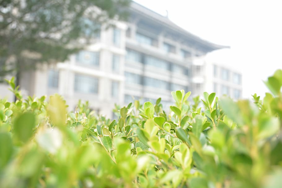 North, Library, Blur, plant, green color, leaf, selective focus HD wallpaper