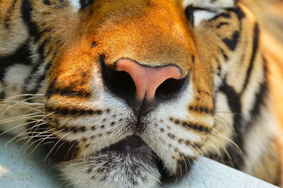 close-up photo of tiger, cat, animal, big, nature, wildlife, carnivore, HD wallpaper