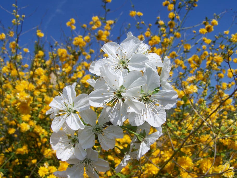 flowering cherry tree, white flower, spring, plant, flowering plant HD wallpaper